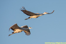 cranes in flight